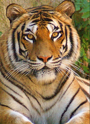 Department Store «Sears», reviews and photos, 150 Pearl Nix Pkwy, Gainesville, GA 30501, USA