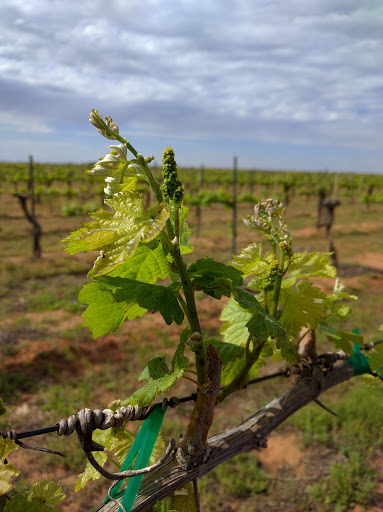 Winery «Pheasant Ridge Winery», reviews and photos, 3507 E County Road 5700, Lubbock, TX 79403, USA