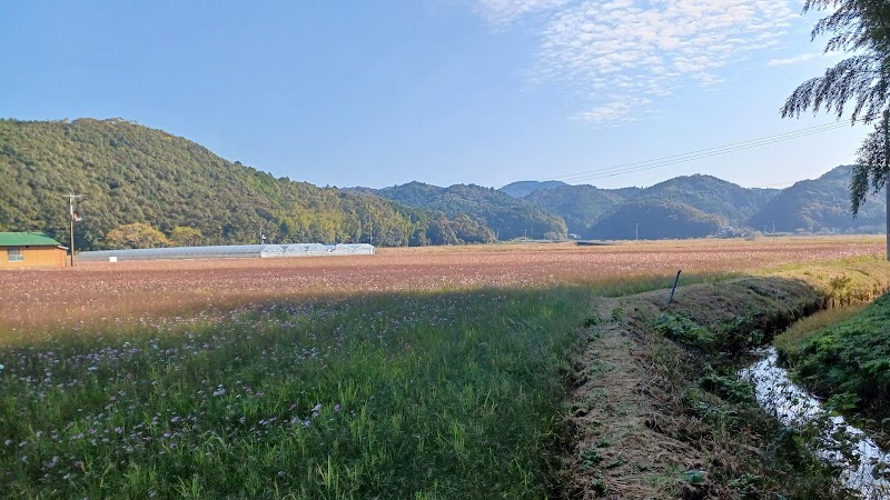 山田地区コスモスまつり