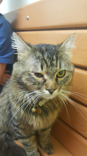 Pet Supply Store «PetSmart», reviews and photos, 13241 Gateway Center Dr, Gainesville, VA 20155, USA