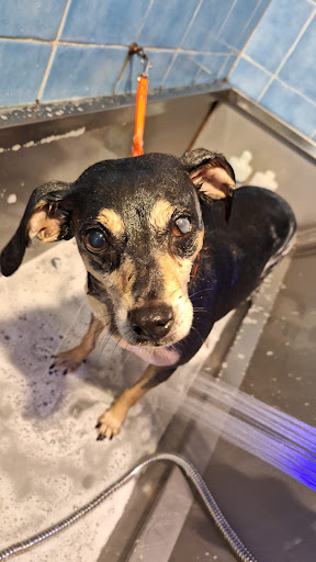 Pensioni per cani e dog hotel a La Foresta Incantata Pet Shop