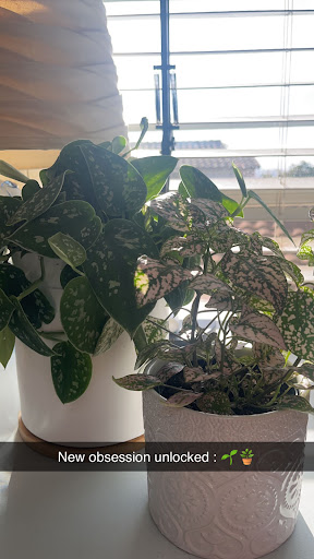 PlanterSam image