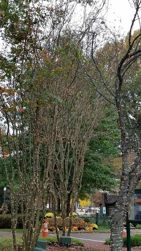 Florist «C J Lilly & Company», reviews and photos, 128 W Mulberry St, Collierville, TN 38017, USA