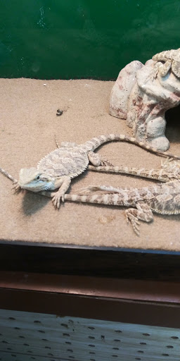 Pet Store «Species Pet Supply», reviews and photos, 1935 W Brandon Blvd, Brandon, FL 33511, USA