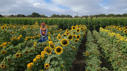 Pumpkin Patch «Spina Farms», reviews and photos, Santa Teresa Blvd, Morgan Hill, CA 95037, USA