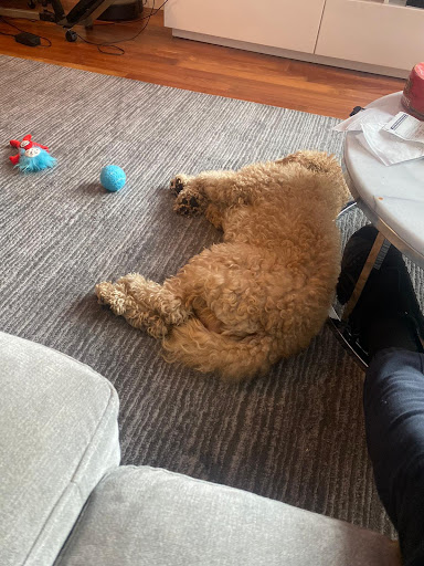 Pet Supply Store «PetSmart», reviews and photos, 238 Atlantic Ave, Brooklyn, NY 11201, USA