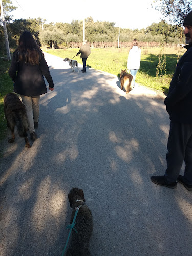 Avaliações doSUKI DOG - TREINAMENTO CANINO em Cartaxo - Veterinário