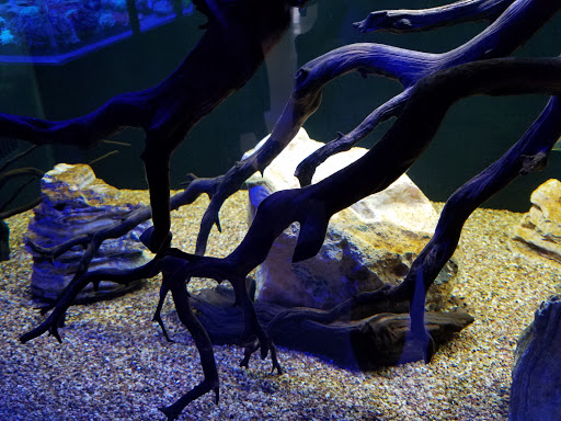 Tropical Fish Store «Aquatic Kingdom Aquariums», reviews and photos, 18757 E Hampden Ave #160, Aurora, CO 80013, USA