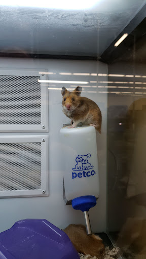 Pet Supply Store «Petco Animal Supplies», reviews and photos, 9311 192nd Ave E, Bonney Lake, WA 98391, USA