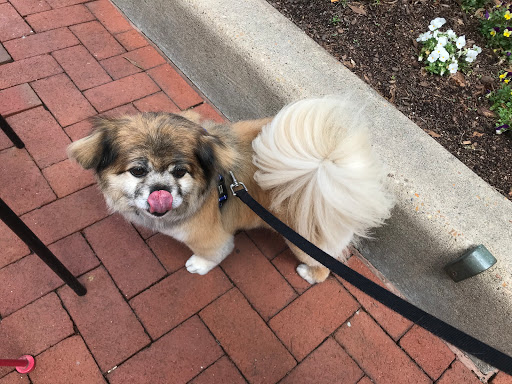 Pet Supply Store «Dogma Bakery», reviews and photos, 2772 S Arlington Mill Dr, Arlington, VA 22206, USA