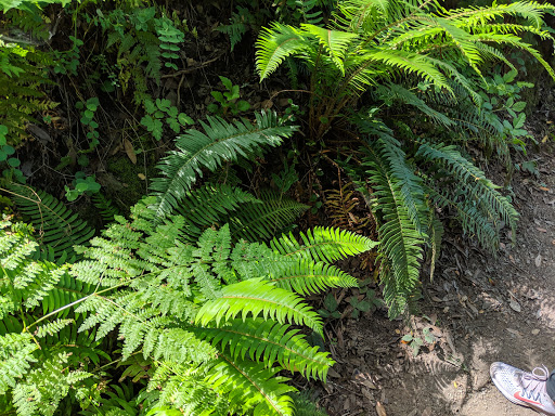 Nature Preserve «Huckleberry Botanic Regional Preserve», reviews and photos, 7087 Skyline Blvd, Oakland, CA 94611, USA