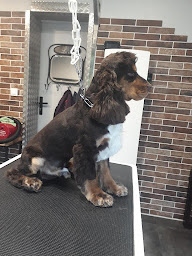 Photo n°15 de Nuances de poils à Rinxent ()