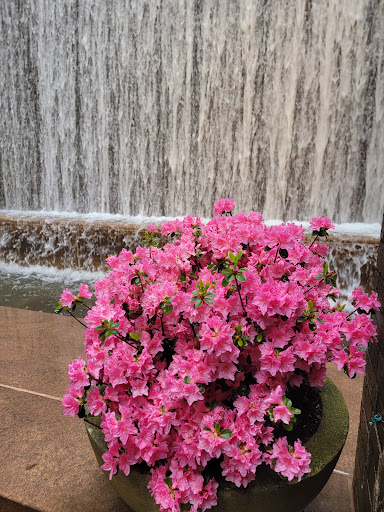 Park «Paley Park», reviews and photos, 3 E 53rd St, New York, NY 10022, USA