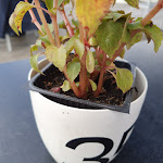 Photo n°2 de l'avis de De.a fait le 17/07/2020 à 15:11 sur le  Seehotel Krakow am See à Krakow am See