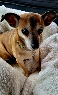 Greenhill Humane Society - Photo 7 - Car repair in Eugene, OR, Eugene