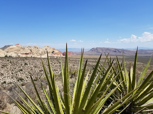 National Reserve «Red Rock Canyon National Conservation Area», reviews and photos, 1000 Scenic Loop Dr, Las Vegas, NV 89161, USA