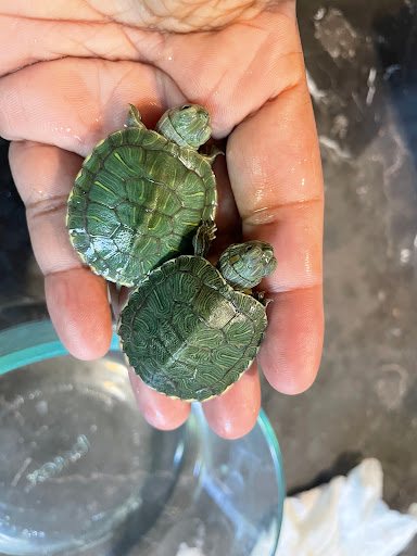 Pet Supply Store «College Greens Pet Center», reviews and photos, 3311 Julliard Dr # A, Sacramento, CA 95826, USA