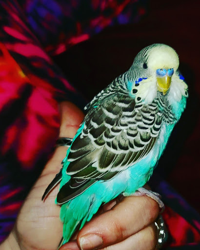 Tropical Fish Store «D-N-D Aquariums & Pet Shop», reviews and photos, 1016 S Armstrong Ave # 103, Denison, TX 75020, USA