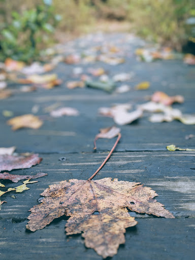 State Park «Blue Hills Reservation», reviews and photos, 695 Hillside St, Milton, MA 02186, USA