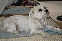 Golden Rule Pet Sitters - Photo 3 - Car repair in , Ann Arbor