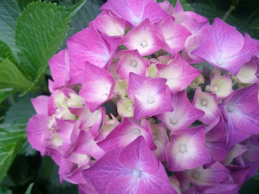 Golf Course «Gresham Golf Course», reviews and photos, 2155 NE Division St, Gresham, OR 97030, USA