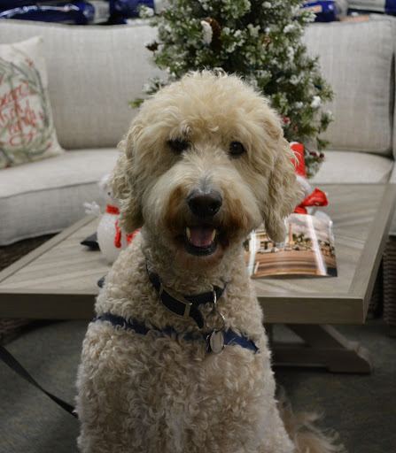 Pet Supply Store «The Natural Pet Enrichment Center», reviews and photos, 6720 Royalton Rd, North Royalton, OH 44133, USA