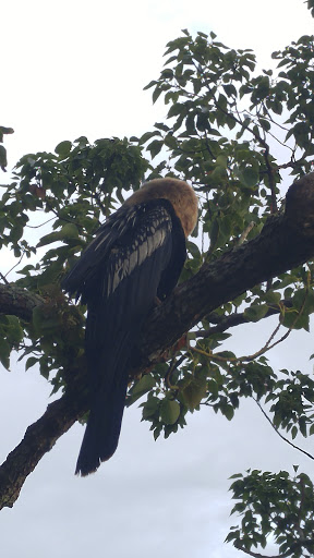 Park «John S. Taylor Park», reviews and photos, 1100 8th Ave SW, Largo, FL 33770, USA