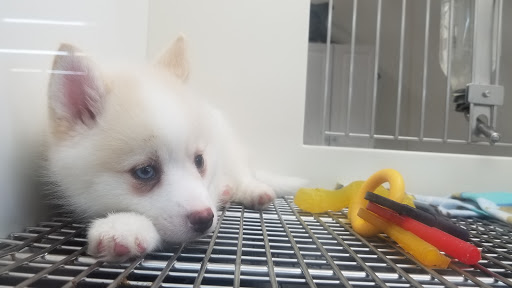 Pet Store «Petland Montgomery», reviews and photos, 7127 Eastchase Pkwy, Montgomery, AL 36117, USA