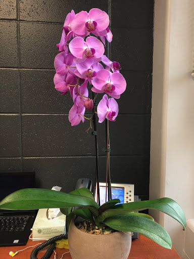 Florist «Crestwood Flowers», reviews and photos, 331 E 55th St, Kansas City, MO 64113, USA