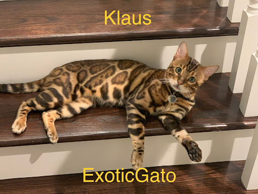 Exotic Gato