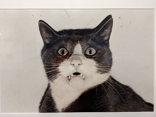 Art Museum «NSU Art Museum Fort Lauderdale», reviews and photos, 1 E Las Olas Blvd, Fort Lauderdale, FL 33301, USA