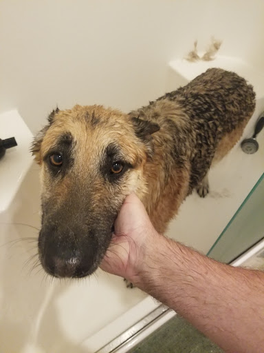 Pet Supply Store «Woof’s Dog Bakery and Holistic Pet Nutrition Center», reviews and photos, 1031 Chetco Ave, Brookings, OR 97415, USA