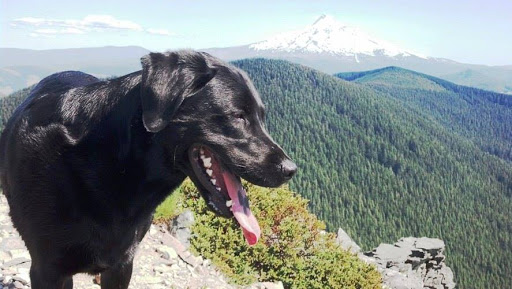 Winery «Portland Wine Bar & Winery Tasting Room», reviews and photos, 526 SW Yamhill St, Portland, OR 97204, USA