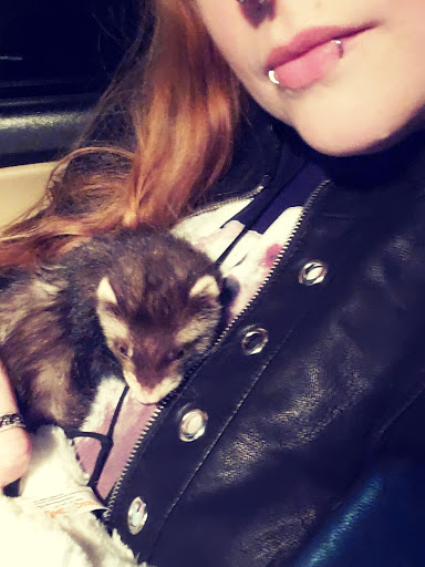 Pet Supply Store «Raiche Pet Supplies», reviews and photos, 6839 W Lee Hwy, Rural Retreat, VA 24368, USA