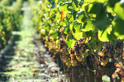 DOMAINE DE MONTEILS à Preignac