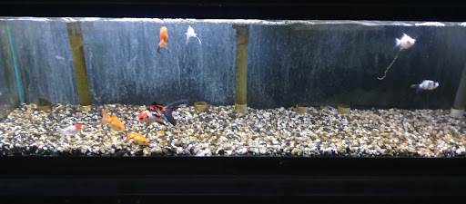 Pet Store «Leesburg Pet Center», reviews and photos, 959 N 14th St, Leesburg, FL 34748, USA