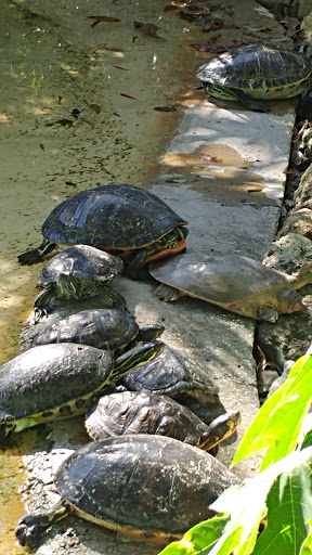 Tourist Attraction «Reptile World Serpentarium», reviews and photos, 5705 E Irlo Bronson Memorial Hwy, St Cloud, FL 34771, USA