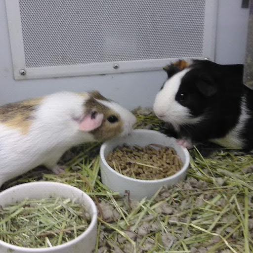 Pet Supply Store «Petco Animal Supplies», reviews and photos, 1255 Raritan Rd #140, Clark, NJ 07066, USA