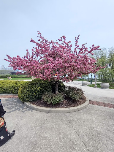 Fountain «Buckingham Fountain», reviews and photos, 301 S Columbus Dr, Chicago, IL 60605, USA