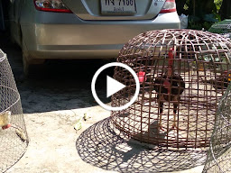 ไก่ชน ราคาจับต้องได้(ซุ้มสิงห์ละออ)