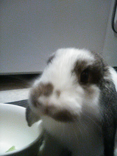 Pet Supply Store «Pets Plus», reviews and photos, 123 Nashua Rd #7, Londonderry, NH 03053, USA