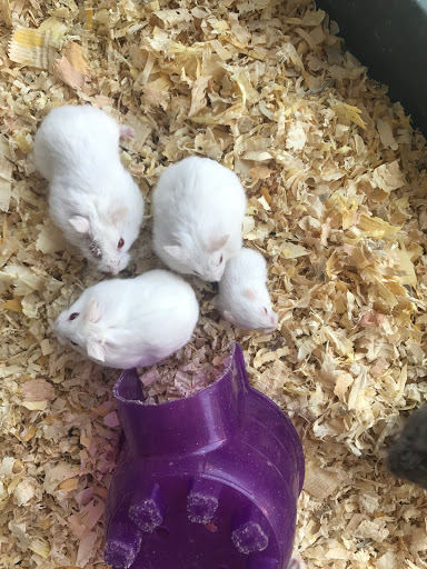 Animal Feed Store «Whittier Feed Store», reviews and photos, 12618 Penn St, Whittier, CA 90602, USA