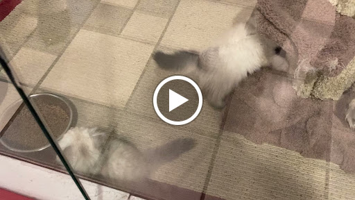 Pet Store «Gentle Jungle Pet Store», reviews and photos, 470 Lewis Ave, Meriden, CT 06451, USA