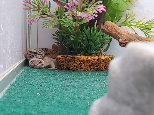 Pet Supply Store «Pet Supermarket», reviews and photos, 265 Tom Hill Sr Blvd, Macon, GA 31210, USA