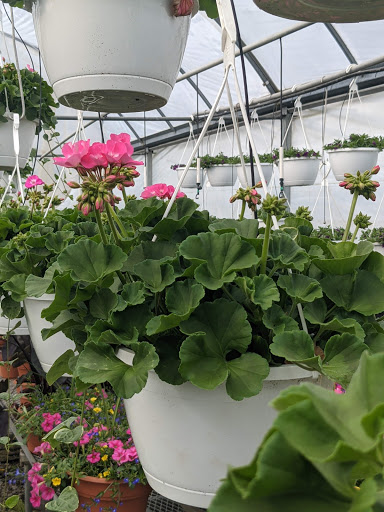 Wholesale Plant Nursery «Garden Fantasy», reviews and photos, 43250 Tyler Rd, Belleville, MI 48111, USA