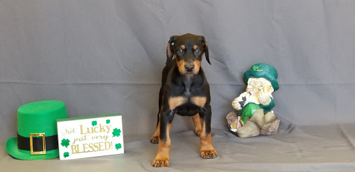 Pet Store «Puppy City», reviews and photos, 3343 Valley Pike, Winchester, VA 22602, USA