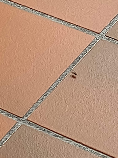 Coffee Shop «Cafe Du Monde», reviews and photos, 1814 North Causeway Approach #1, Mandeville, LA 70448, USA