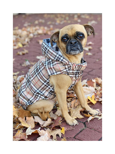 Pet Supply Store «Dog Dish», reviews and photos, 1778 Utica Square, Tulsa, OK 74114, USA