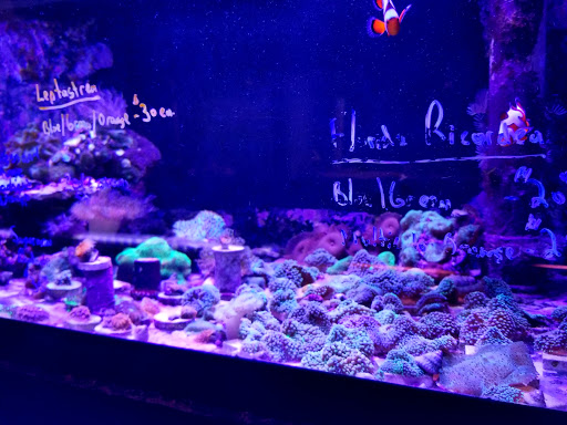 Pet Store «Pet Connection», reviews and photos, 29551 Five Mile Road, Livonia, MI 48154, USA