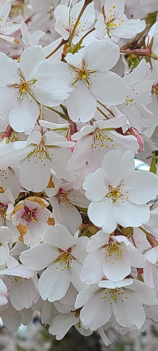 Asian Grocery Store «Hong Kong Supermarket», reviews and photos, 3828 S Yakima Ave, Tacoma, WA 98418, USA